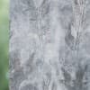 Willow oak 1216 Roller Blind