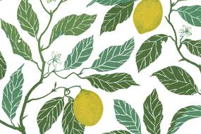 Citrus Limon
