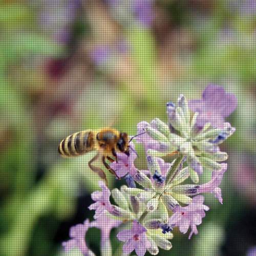 Insektnet redder bierne